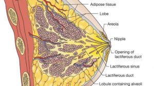 Breast diagram