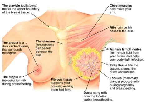 Breast diagram