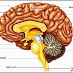 Cerebrum diagram