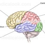 Cerebrum diagram