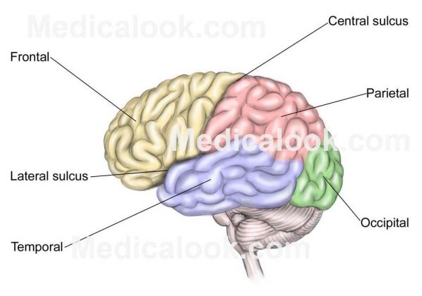 Cerebrum diagram