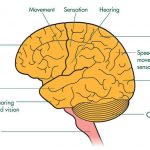 Cerebrum diagram