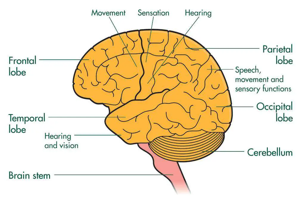 Cerebrum diagram | Healthiack