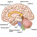 Cerebrum diagram