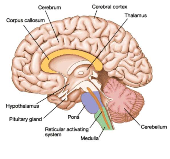 Cerebrum diagram