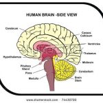Cerebrum diagram