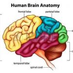 Cerebrum diagram