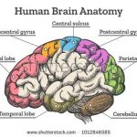 Cerebrum diagram
