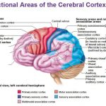 Cerebrum diagram