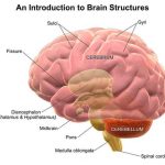 Cerebrum diagram