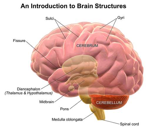 Cerebrum diagram