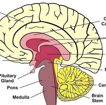 Cerebrum diagram | Healthiack