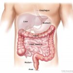 Colon diagram