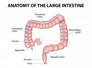 Colon diagram