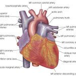 Diagram of a heart