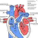 Diagram of a heart
