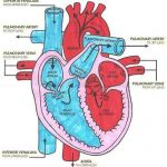 Diagram of a heart