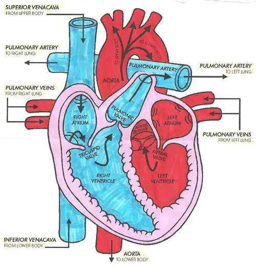Diagram of a heart | Healthiack