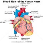 Diagram of a heart