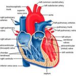 Diagram of a heart