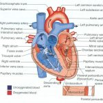 Diagram of a heart