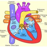 Diagram of a heart