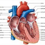 Diagram of a heart