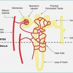 Diagram of a nephron
