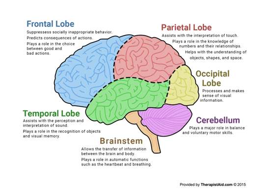 Diagram of brain
