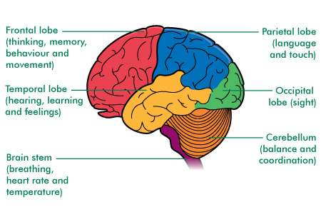 Diagram of brain