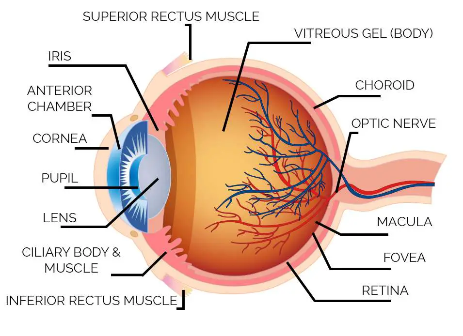 Diagram of eye