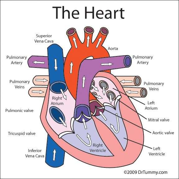 Diagram of heart