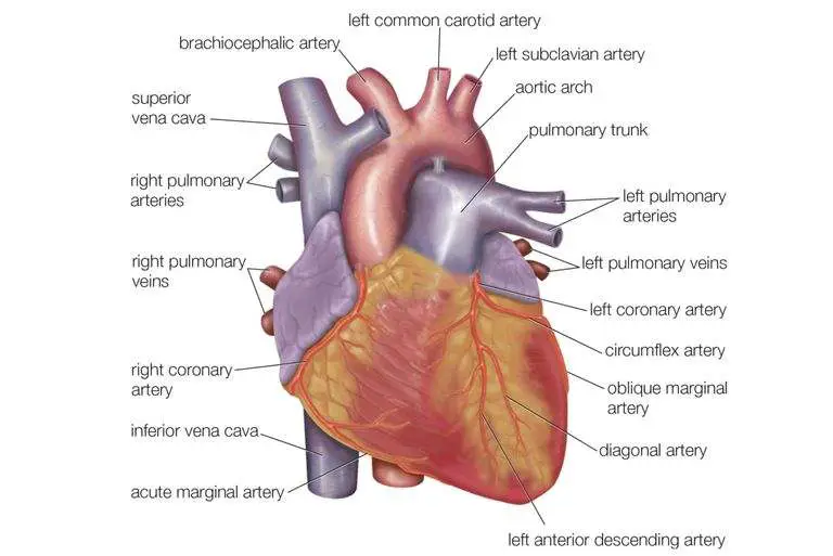 Diagram of heart