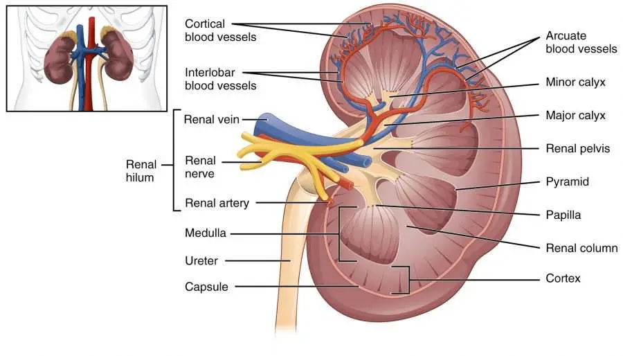 Diagram of kidney