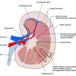 Diagram of kidney