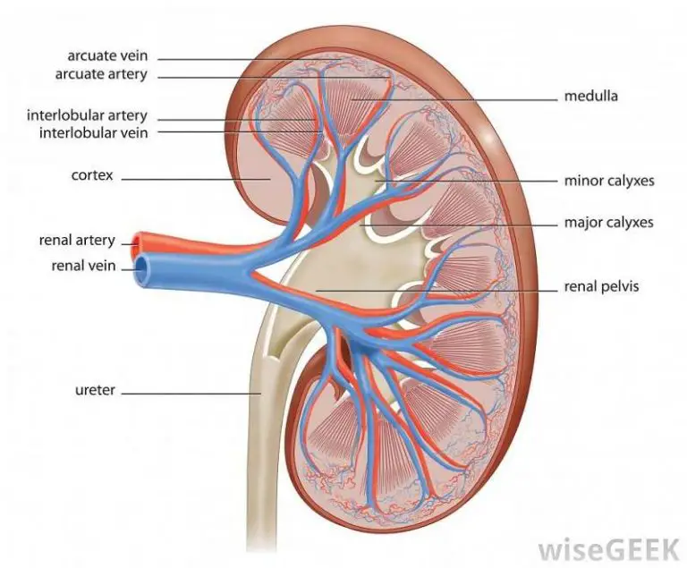 Diagram of kidney