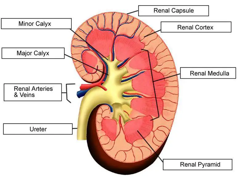 Diagram of kidney