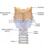 Diagram of larynx