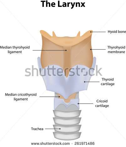 Diagram of larynx