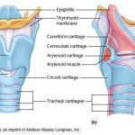 Diagram of larynx