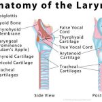 Diagram of larynx
