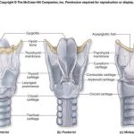Diagram of larynx