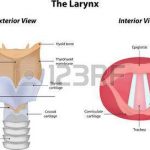 Diagram of larynx