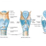 Diagram of larynx