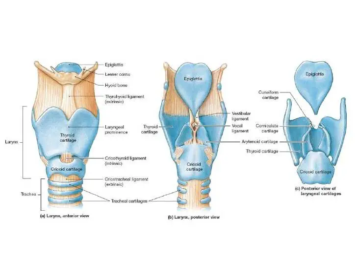 Diagram of larynx