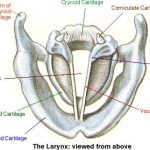 Diagram of larynx