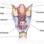 Diagram of larynx