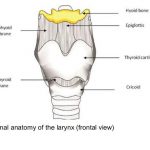 Diagram of larynx