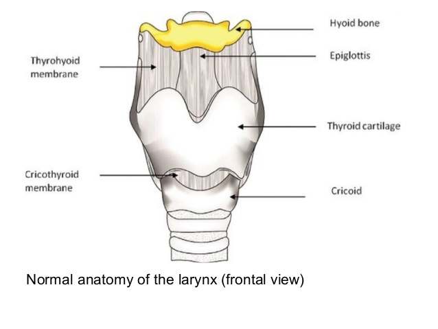 Larynx Chart