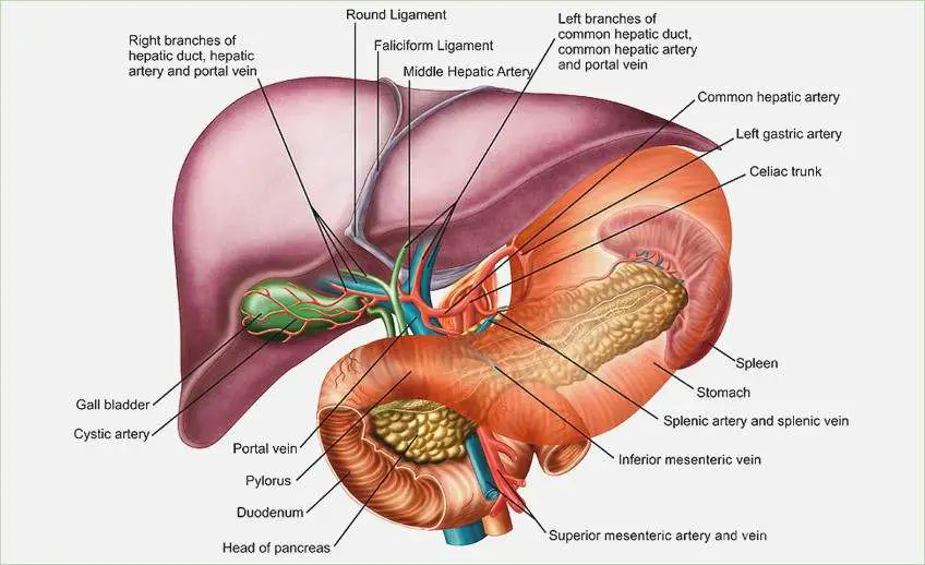 Diagram of liver